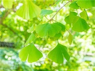 Ginkgo Biloba Extract